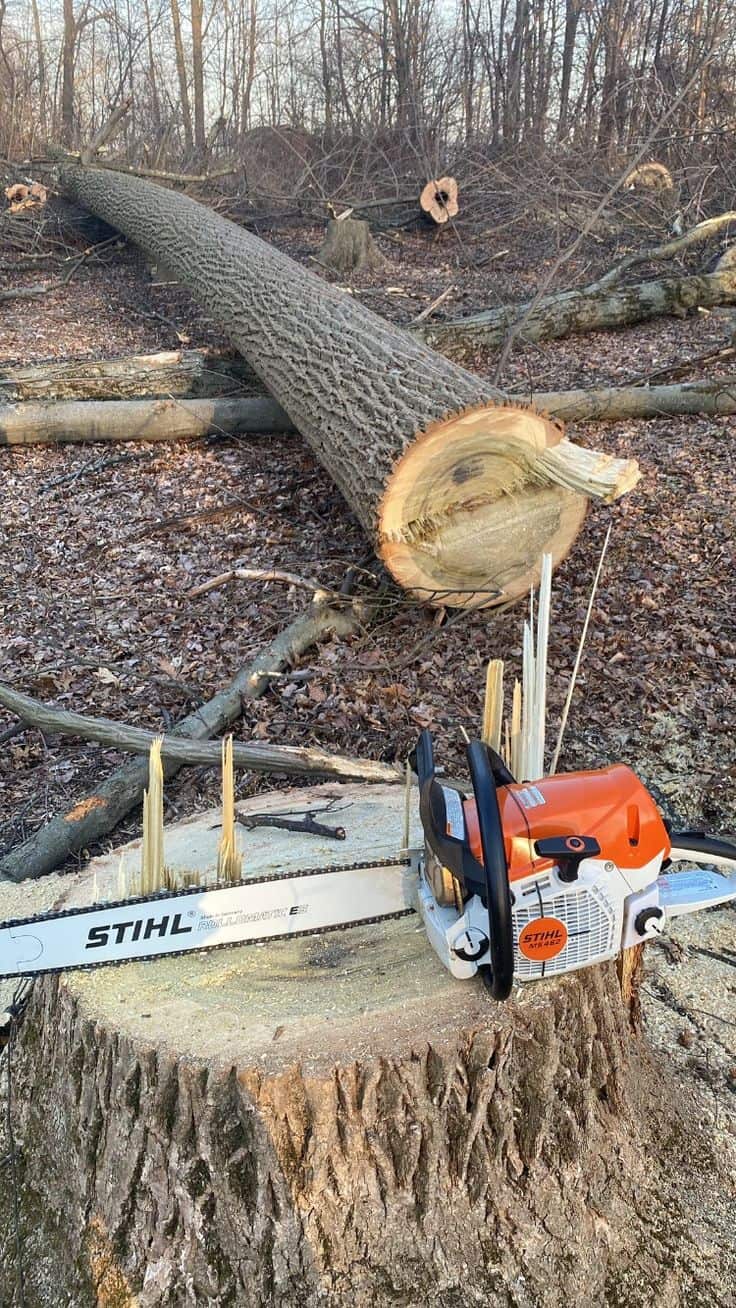Arbor Elite arborist team at work