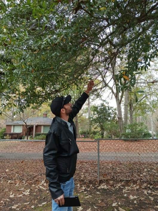 Completed tree work by Arbor Elite in Columbia SC