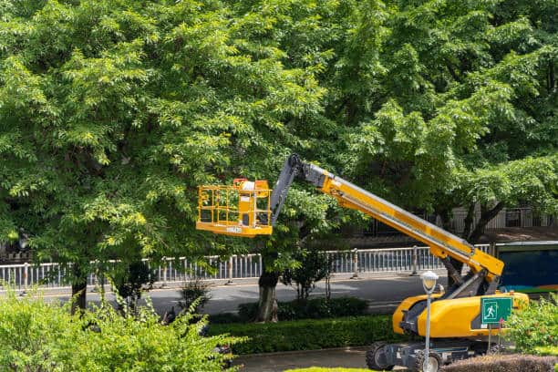 Land clearing and lot cleaning Columbia SC