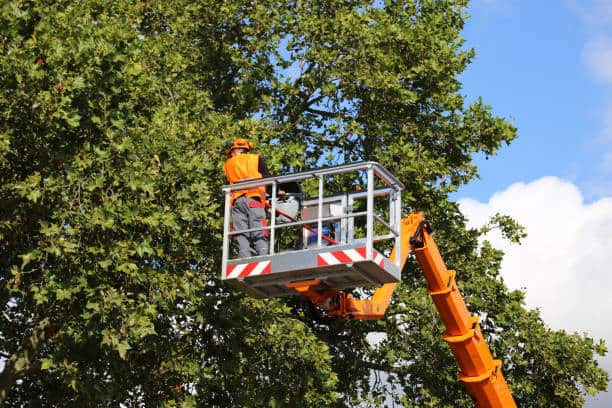 Seasonal tree care services