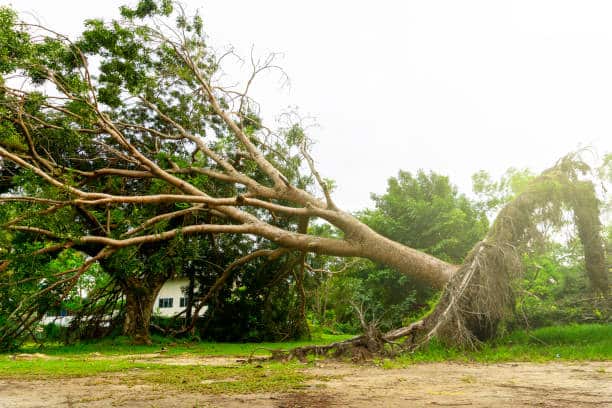 Storm damage cleanup Columbia SC
