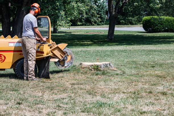 Stump grinding and removal Columbia SC