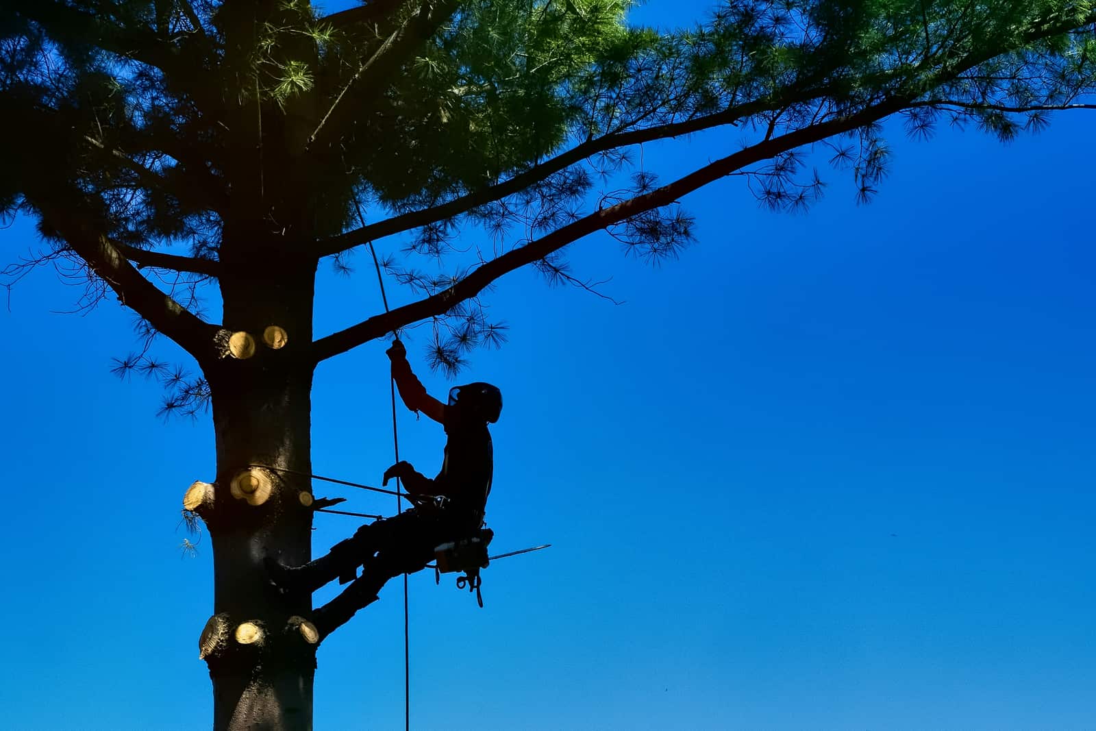 Tree cabling and bracing structural support