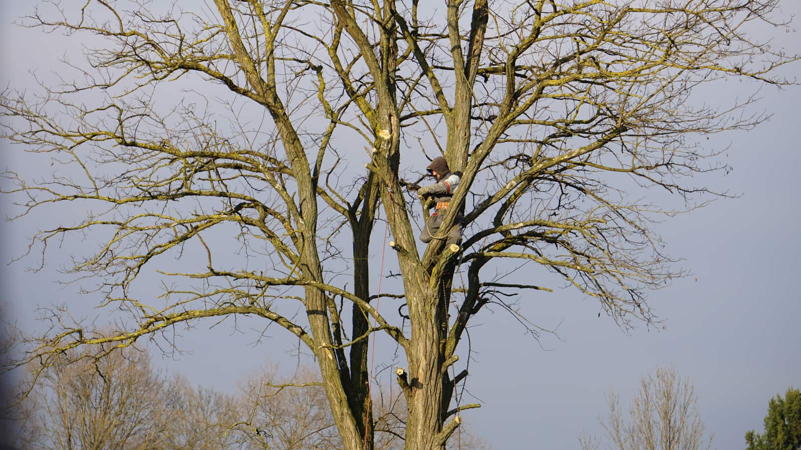 Tree pruning and trimming in Columbia SC