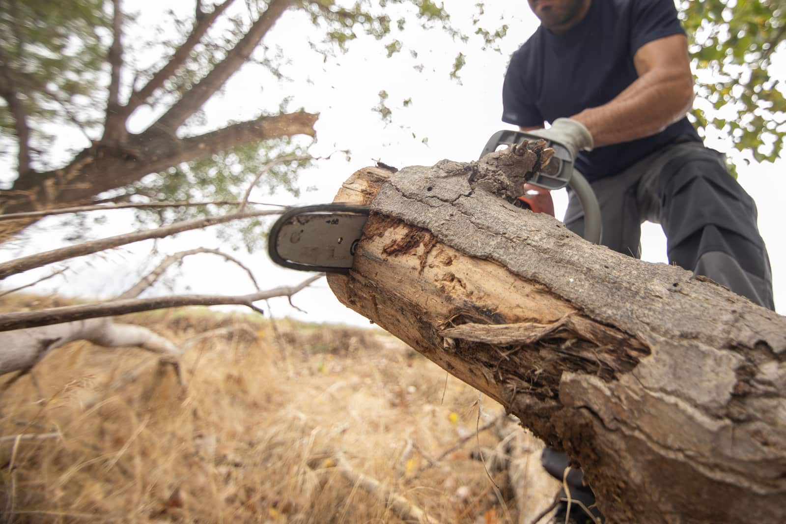 Tree removal service in Columbia, SC