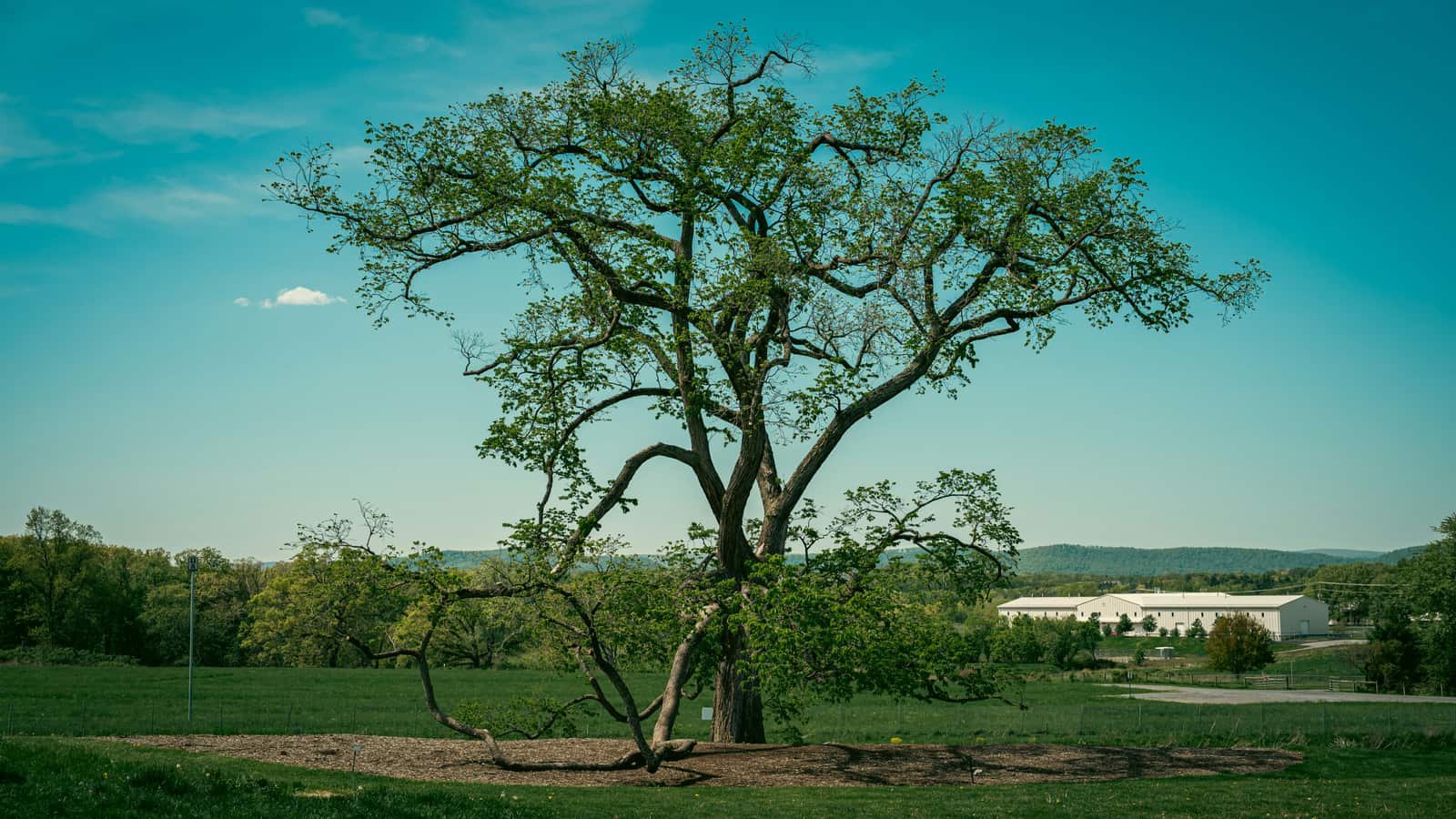 Tree transplanting service Columbia SC